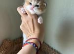 Mila - British Shorthair Kitten For Sale - 