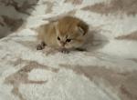 Sara - British Shorthair Kitten For Sale - Phoenix&comma; AZ&comma; US