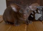 choco solid female from Marbleficent - Oriental Kitten For Sale - Vienna&comma; AT