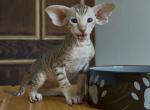 Choco spotted male from Marbleficent - Peterbald Kitten For Sale - Vienna&comma; AT