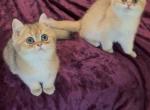 Hans - British Shorthair Kitten For Sale - Johns Creek&comma; GA&comma; US