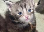 Blossom - Maine Coon Kitten For Sale - Rogersville&comma; MO&comma; US