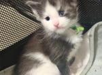 Bentley - Maine Coon Kitten For Sale - Rogersville&comma; MO&comma; US