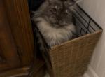 Cece - Maine Coon Kitten For Sale - Johns Creek&comma; GA&comma; US
