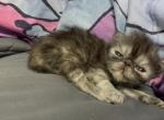 Zoe - Persian Kitten For Sale - Pleasant Hill&comma; CA&comma; US