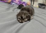 Freddy - Persian Kitten For Sale - Pleasant Hill&comma; CA&comma; US