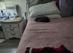 Loki - Domestic Cat For Adoption - Fort Mohave&comma; AZ&comma; US