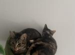 Judy & Brownie - American Shorthair Cat For Sale - Canton&comma; GA&comma; US