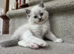 Pretzel - Ragdoll Kitten For Sale - Newark&comma; DE&comma; US