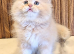 Ruby - Persian Kitten For Sale - Parma&comma; OH&comma; US