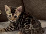 Lumi brown 2 - Bengal Kitten For Sale - Mills River&comma; NC&comma; US