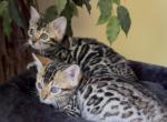 Lumi brown female 1 - Bengal Kitten For Sale - 