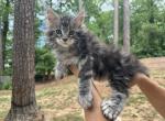 Handsome - Maine Coon Kitten For Sale - ATL&comma; GA&comma; US