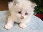 Orion - Ragdoll Kitten For Sale - Clifton&comma; NJ&comma; US