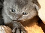 Sprinkles - Scottish Fold Kitten For Sale - 