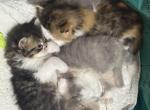 Ruby Anne Litter - Persian Kitten For Sale - Stuart&comma; FL&comma; US