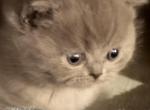 Gracie - Scottish Fold Kitten For Sale - 