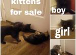 The Special Three - Domestic Kitten For Sale - Peoria&comma; AZ&comma; US