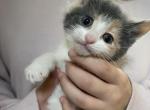 Cherry - Domestic Kitten For Sale - Farmington&comma; CT&comma; US