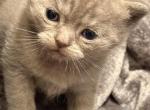 Landon - British Shorthair Kitten For Sale - Rancho Santa Margarita&comma; CA&comma; US