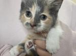 Elara - Domestic Kitten For Sale - Farmington&comma; CT&comma; US