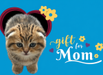 Jonny - Scottish Fold Kitten For Sale - Naperville&comma; IL&comma; US