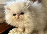 Kingsley Misha Baby Bear - Himalayan Cat For Sale - Beverly Hills&comma; CA&comma; US