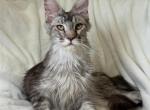 Arthur silver - Maine Coon Kitten For Sale - 