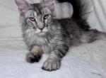 Archie silver - Maine Coon Kitten For Sale - Old Bridge&comma; NJ&comma; US