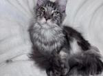 Selena blue silver - Maine Coon Kitten For Sale - Old Bridge&comma; NJ&comma; US