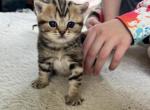 Toasty - Scottish Straight Kitten For Sale - 