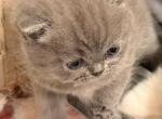 Gracy - British Shorthair Kitten For Sale - Rancho Santa Margarita&comma; CA&comma; US