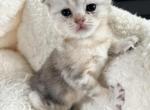 Sky - Scottish Fold Kitten For Sale - 