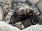 Easter Litter - Scottish Fold Kitten For Sale - 