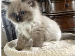 Samantha - Ragdoll Kitten For Sale - 