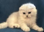 Pepe - Scottish Fold Kitten For Sale - Richmond&comma; TX&comma; US