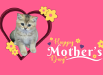 Molly - Scottish Straight Kitten For Sale - 