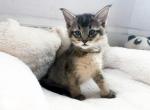 Zahar - Chausie Kitten For Sale - Renovo&comma; PA&comma; US