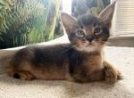 Lavr - Chausie Kitten For Sale - Renovo&comma; PA&comma; US