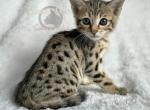 SBT Savannah Orange - Savannah Kitten For Sale - 