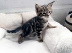 Platon - Chausie Kitten For Sale - Renovo&comma; PA&comma; US
