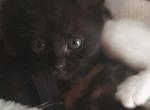 Lotus - Domestic Kitten For Sale - Phoenix&comma; AZ&comma; US