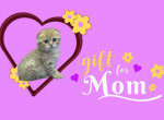 Amber - Scottish Fold Kitten For Sale - Naperville&comma; IL&comma; US