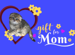 Mabel - Scottish Fold Kitten For Sale - Naperville&comma; IL&comma; US