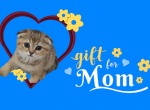 Leo - Scottish Fold Kitten For Sale - Naperville&comma; IL&comma; US