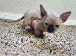 SL Luxe Sphynx - Sphynx Kitten For Sale - Surprise&comma; AZ&comma; US