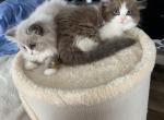 Looker - Ragdoll Kitten For Sale - 