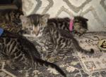 Bengal kitten - Bengal Kitten For Sale - Jefferson&comma; TX&comma; US