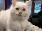Danis litter  Milwaukee - Ragdoll Kitten For Sale - Milwaukee&comma; WI&comma; US