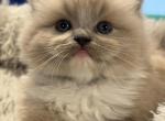 Reigns litter Milwaukee - Ragdoll Kitten For Sale - Milwaukee&comma; WI&comma; US